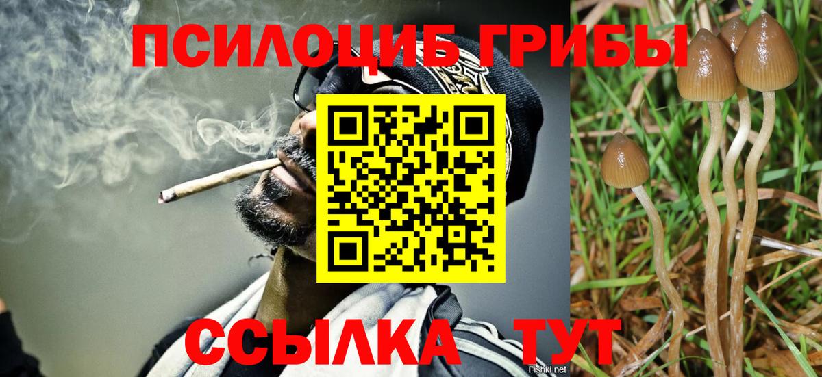 Орехово-Зуево  Псилоцибиновые грибы Psilocybine cubensis  Вход с VPN 